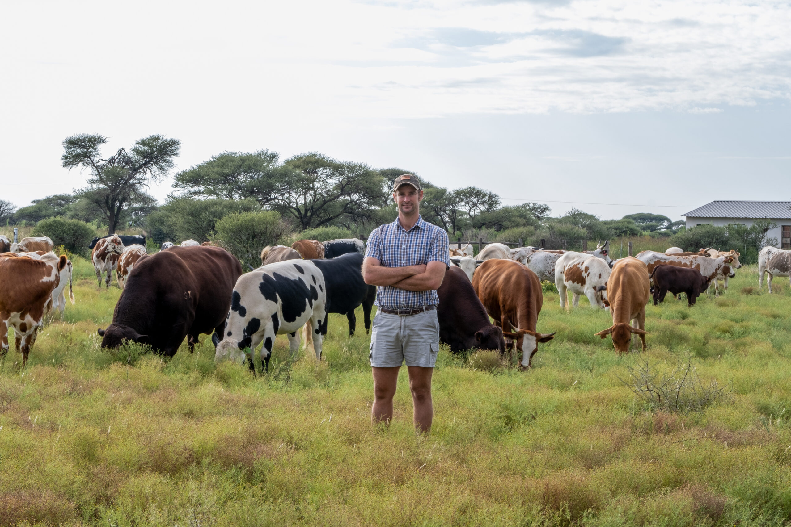 Farmer standing in front of a herd of cattle.