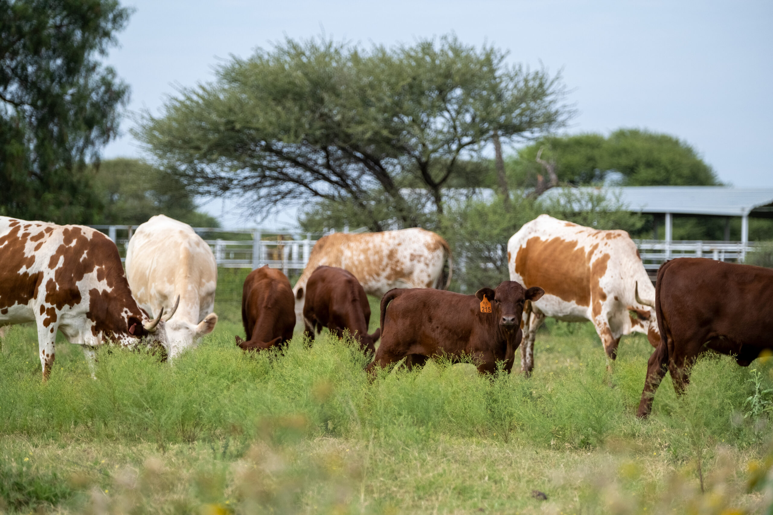 Calfs and cows