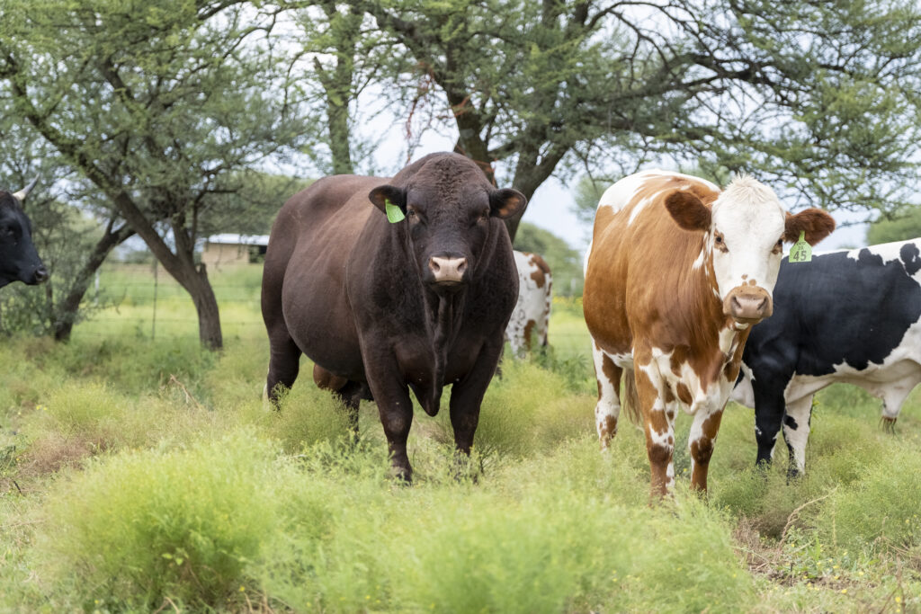 Bull with Cows