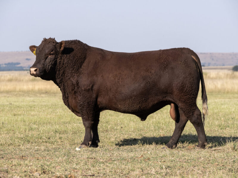 Sussex Bull